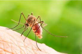 immagine news Malattie trasmesse dalle zanzare (West Nile e Dengue) - Ordinanza del Sindaco n. 59 del 01/09/2023